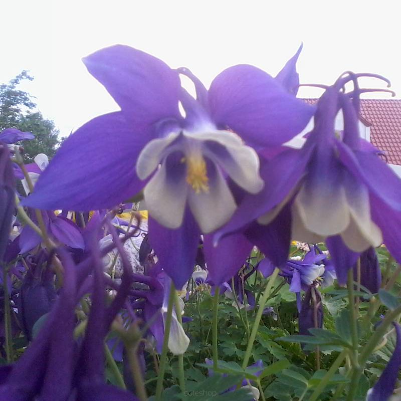 Aquilegia caerulea 'Spring Magic Navy with White' - Orlik błękitny