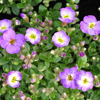 Aubrieta gracilis 'Florado Blue Eye' - Żagwin drobny