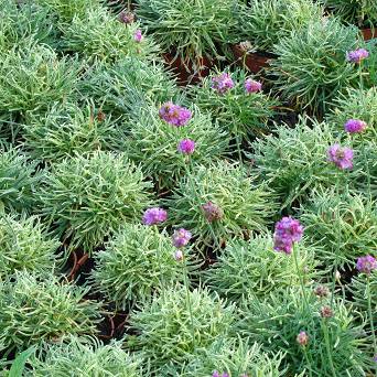 Armeria maritima 'Nifty Thrifty' - Zawciąg nadmorski