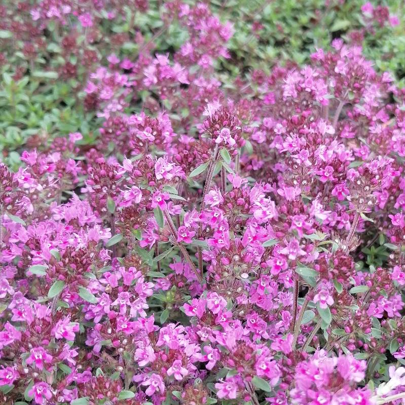 Thymus praecox 'Red carpet' - Macierzanka piaskowa