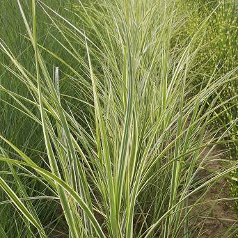 Miscanthus sinensis 'Variegatus' - Miskant chiński