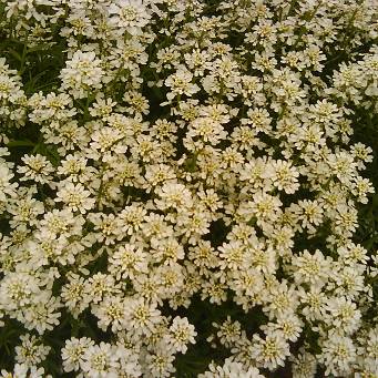 Iberis sempervirens 'Nevina' - Ubiorek wieczniezielony