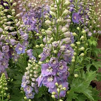 Delphinium cultorum 'Excalibur light blue white bee' - Ostróżka ogrodowa