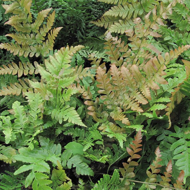 Dryopteris erythrosora 'Prolifica' - Nerecznica czerwonozawijkowa