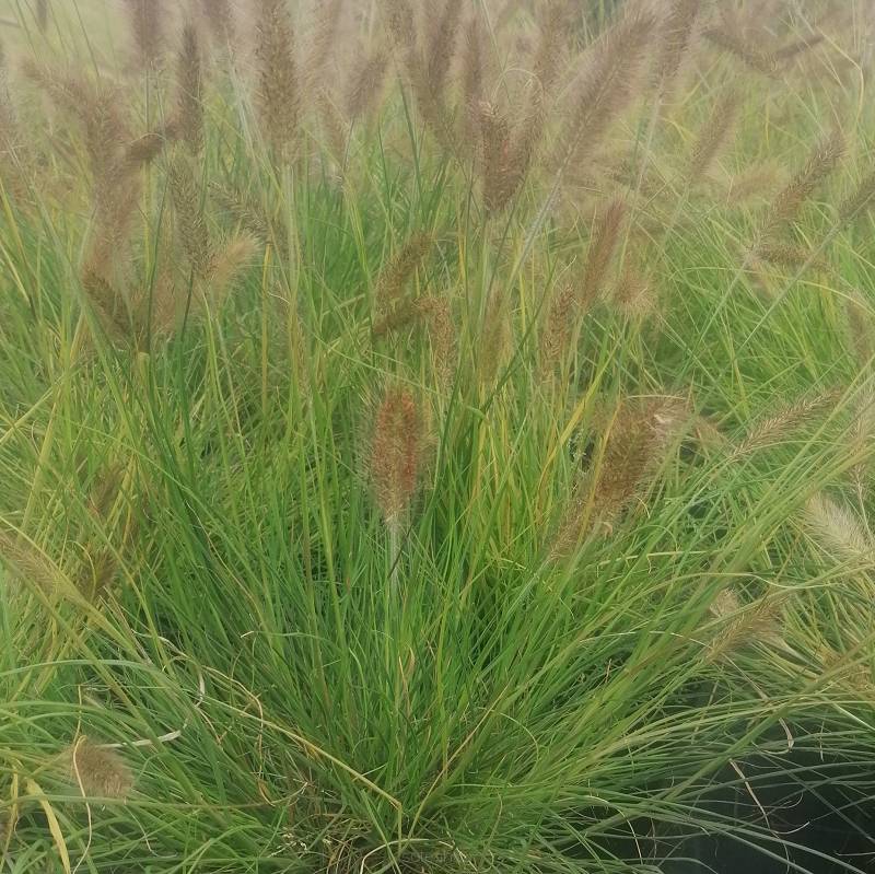 Pennisetum alopecuroides 'Cassian' - Rozplenica japońska