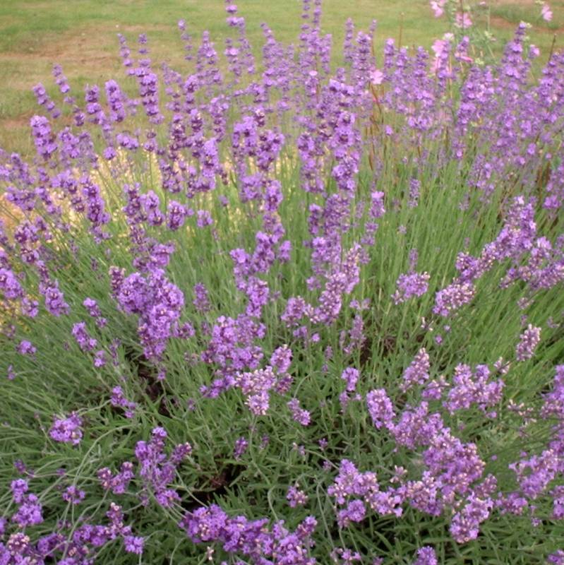 Lavandula  intermedia 'Phenomenal' - Lawenda  pośrednia C5L