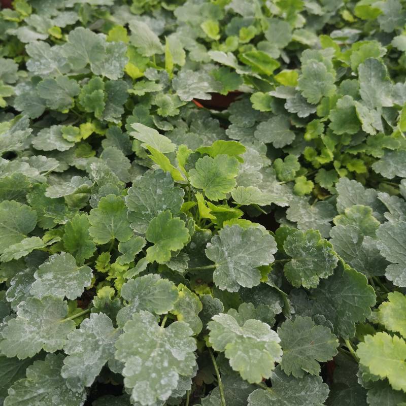 Heuchera x brizoides 'Schneewittchen' - Żurawka drżączkowata