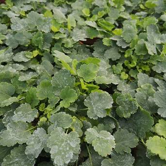 Heuchera x brizoides 'Schneewittchen' - Żurawka drżączkowata