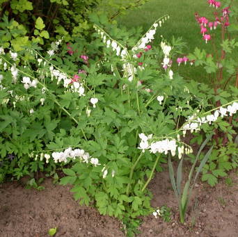 Dicentra spectabilis 'Alba' - Serduszka okazała