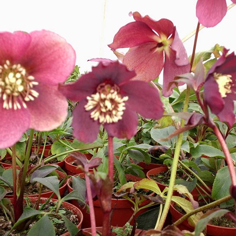 Helleborus orientalis 'Pretty Ellen Red' - Ciemiernik wschodni