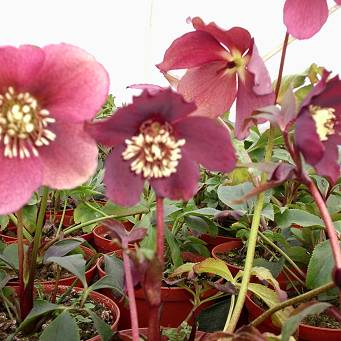 Helleborus orientalis 'Pretty Ellen Red' - Ciemiernik wschodni