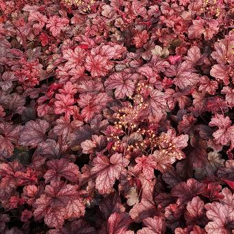 Heuchera  x hybrida 'Root Beer' - Żurawka ogrodowa