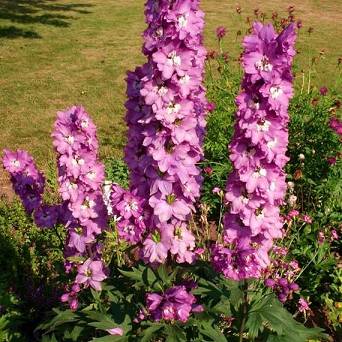 Delphinium cultorum 'Pacific  Astolat' - Ostróżka ogrodowa