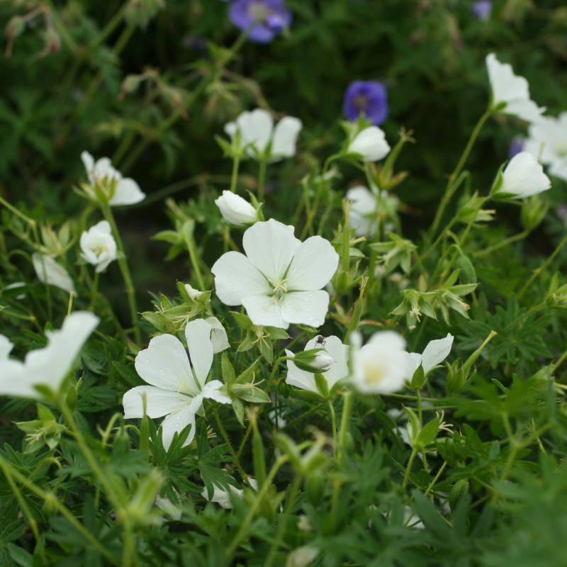 Geranium sanguineum 'Album' - Bodziszek czerwony