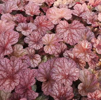 Heuchera 'Berry Smoothie' - Żurawka ogrodowa