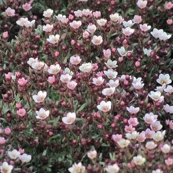 Saxifraga arendsii 'Pixi Pan Appleblossom' - Skalnica Arendsa