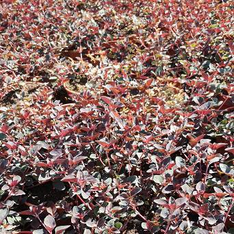 Lysimachia congestiflora 'Persian Chocolate' - Tojeść gęstokwiatowa