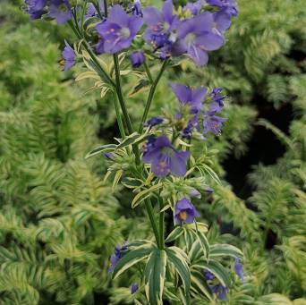 Polemonium 'Brise d'Anjou' - Wielosił błękitny