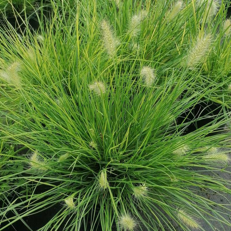 Pennisetum alopecuroides 'Little Bunny' - Rozplenica japońska