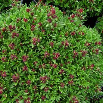 Saxifraga arendsii 'Rockies Red' - Skalnica Arendsa