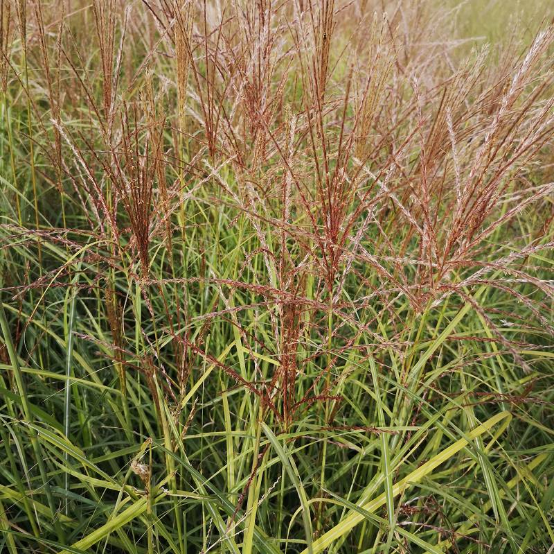 Miscanthus sinensis 'Kleine Silberspinne' - Miskant chiński