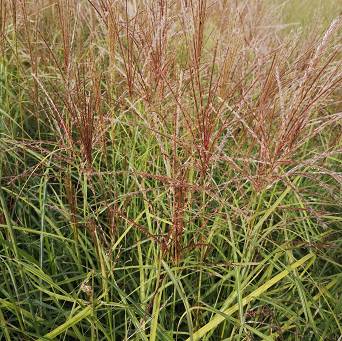 Miscanthus sinensis 'Kleine Silberspinne' - Miskant chiński