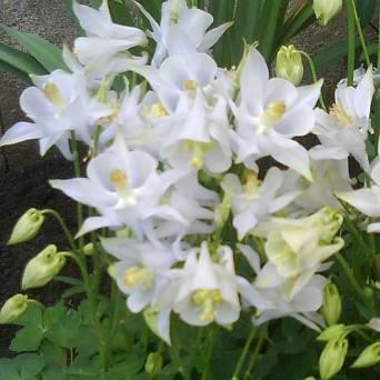 Aquilegia caerulea 'Earlybird White' - Orlik błękitny