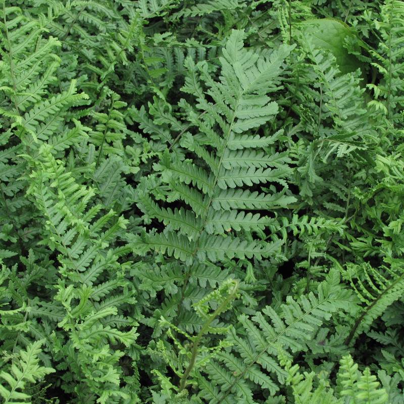 Dryopteris affinis 'Cristata The King' - Narecznica mocna