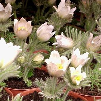 Pulsatilla vulgaris 'Pinwheel White' - Sasanka łąkowa