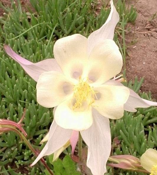 Aquilegia caerulea 'Spring Magic Yellow' - Orlik błękitny