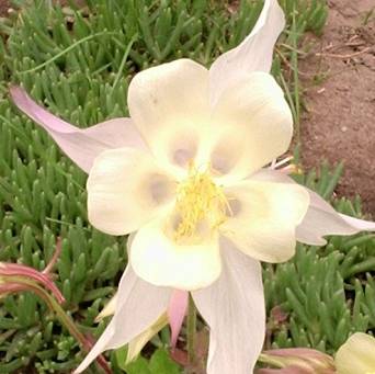 Aquilegia caerulea 'Spring Magic Yellow' - Orlik błękitny