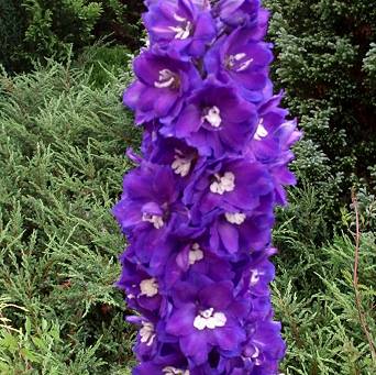 Delphinium cultorum 'Pacific  Giant King Arthur' - Ostróżka ogrodowa