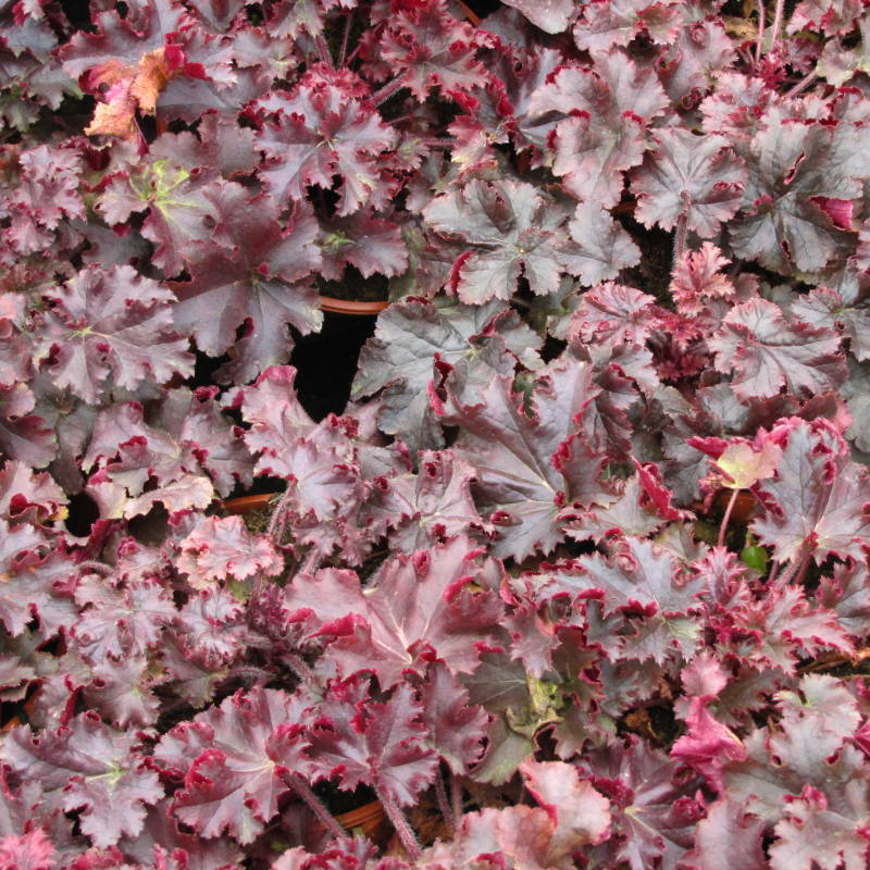 Heuchera americana 'Melting Fire' - Żurawka amerykańska