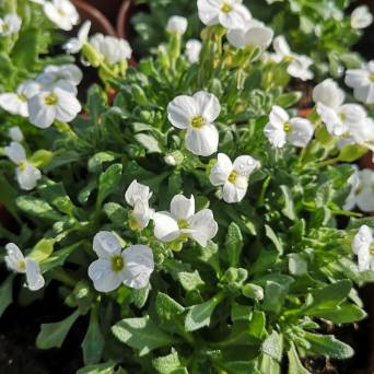 Aubrieta gracilis 'Florado White' - Żagwin drobny