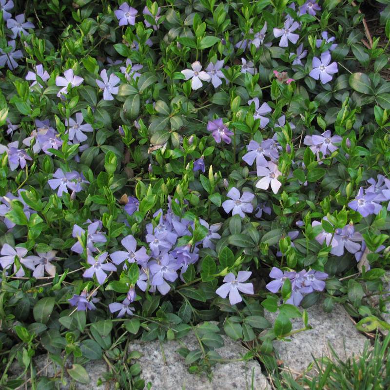 Vinca minor - Barwinek mniejszy