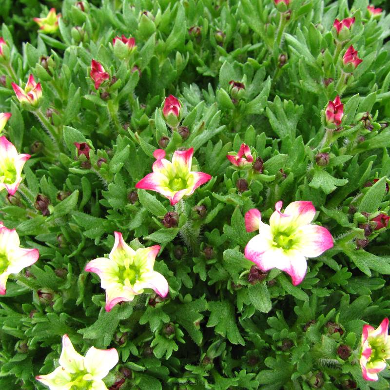 Saxifraga arendsii 'Marto Picotee Red' - Skalnica Arendsa