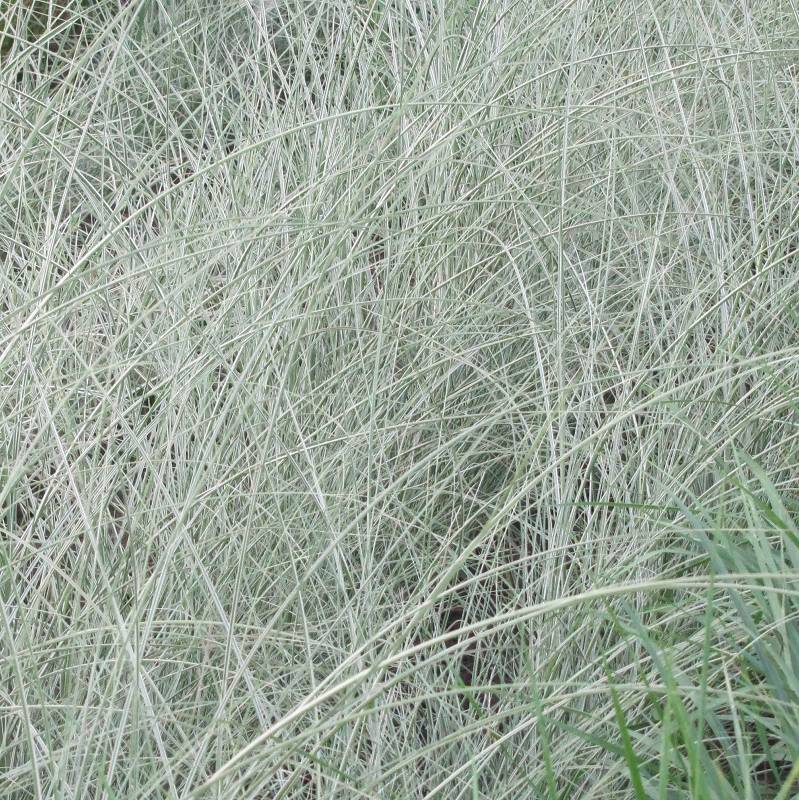 Miscanthus sinensis 'Morning Light' - Miskant chiński