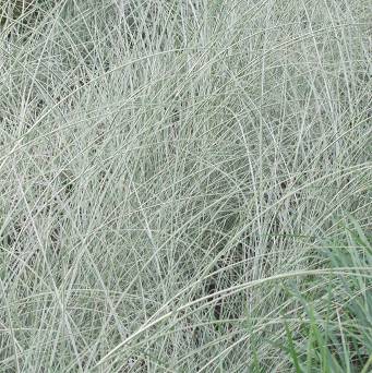 Miscanthus sinensis 'Morning Light' - Miskant chiński