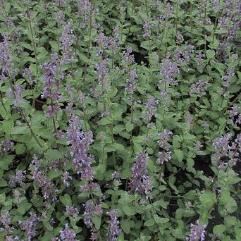 Nepeta grandiflora 'Summer Magic' - Kocimiętka  wielkokwiatowa