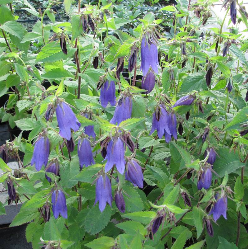 Campanula x hybrida 'Sarastro' - Dzwonek ogrodowy