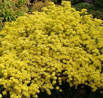 Aurinia saxatilis 'Gold Cushion' - Smagliczka skalna