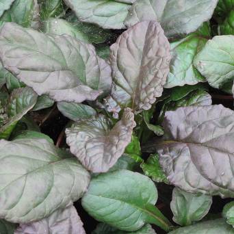 Ajuga reptans 'Catlin's Giant' - Dąbrówka rozłogowa