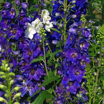 Delphinium cultorum   'Excalibur dark blue black bee' - Ostróżka ogrodowa