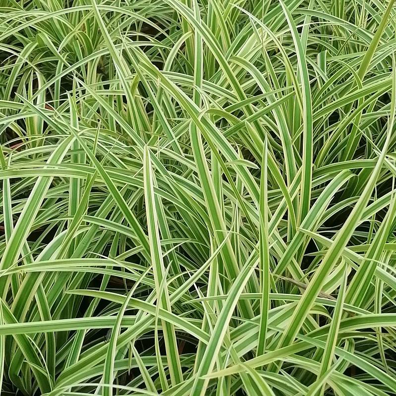 Carex morowii 'Vanilla Ice' - Turzyca Morrowa