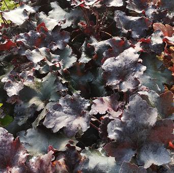 Heuchera  x hybrida 'Rex Black' - Żurawka ogrodowa