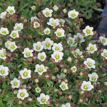 Saxifraga arendsii 'Pixi White' - Skalnica Arendsa