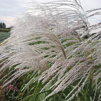 Miscanthus sinensis 'Memory' - Miskant chiński