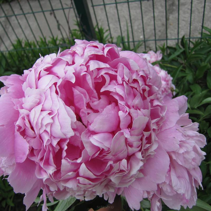 Paeonia lactiflora 'Dr. Alexander Fleming' - Piwonia chińska