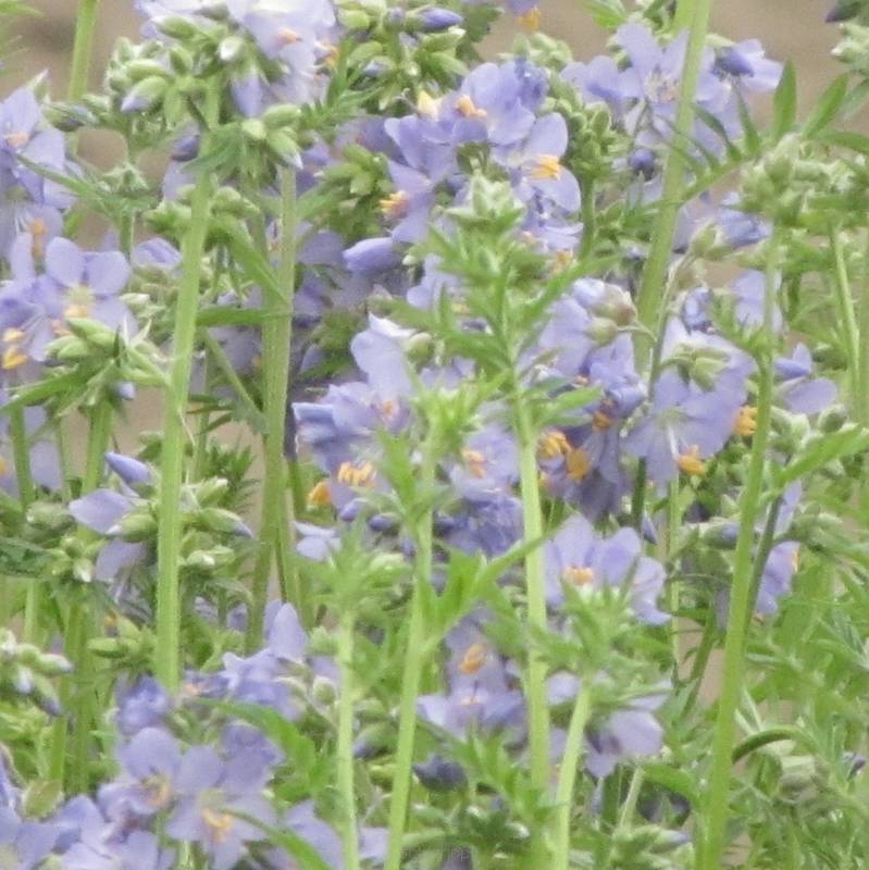 Polemonium caeruleum - Wielosił błękitny