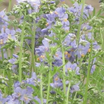 Polemonium caeruleum - Wielosił błękitny